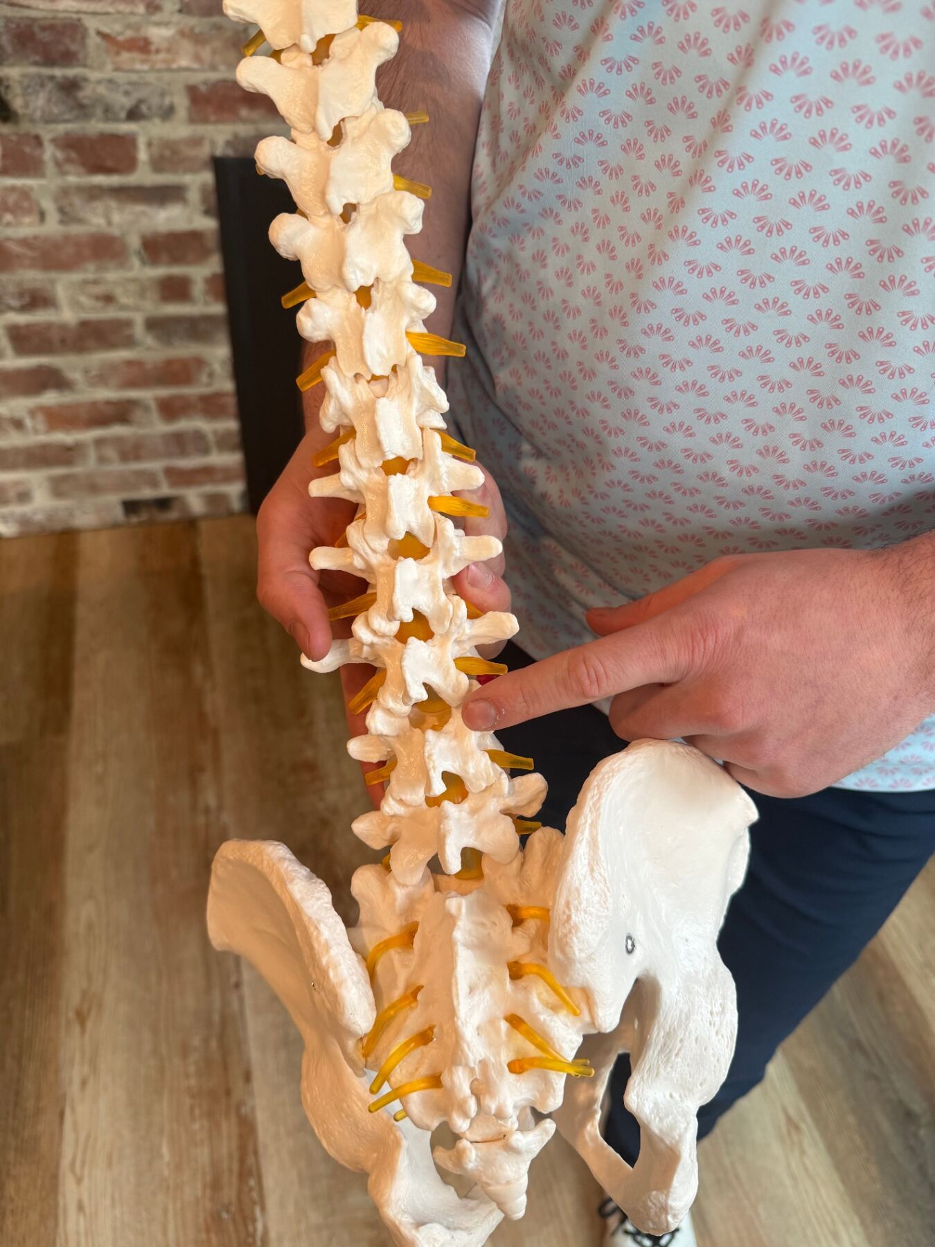 Spine model used to explain non-surgical back pain relief